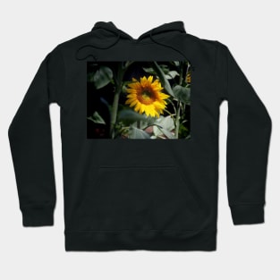 Sunflower Magic Hoodie